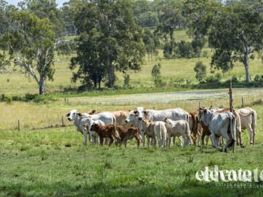 Property 439 Cattle Station Road, Rosedale QLD 4674 IMAGE 0