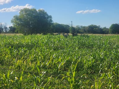Property Jardine QLD 4702 IMAGE 0