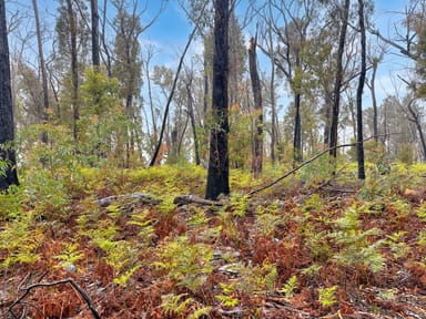 Property Calders Gully Road, MANGANA TAS 7214 IMAGE 0