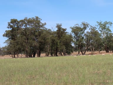 Property 20 Campbells Lane, Coolamon NSW 2701 IMAGE 0