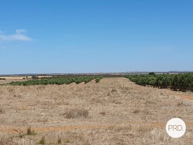 Property 201 Mitchells Bore East Road, Murrayville VIC 3512 IMAGE 0