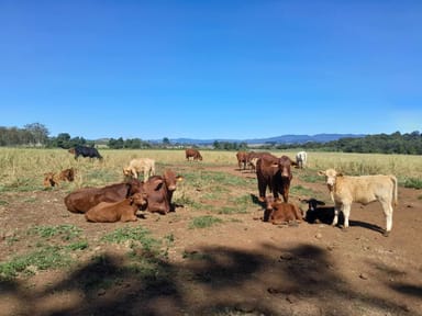 Property Lot, 12 Pinnacle pocket road, East barron QLD 4883 IMAGE 0