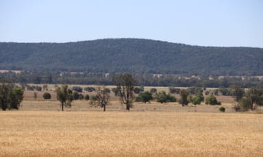 Property 1 Bedgerebong Road, PARKES NSW 2870 IMAGE 0