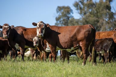 Property 2531 Niangala Road, Walcha NSW 2354 IMAGE 0