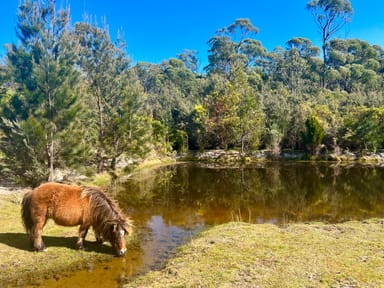 Property PID Canhams Road, ST HELENS TAS 7216 IMAGE 0