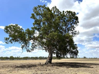 Property 1287 Charam-wombelano Road, Charam VIC 3318 IMAGE 0