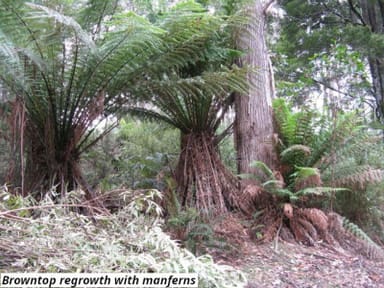 Property 755 Lottah Road, Lottah TAS 7216 IMAGE 0