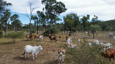 Property 1198 Webb Road, REID RIVER QLD 4816 IMAGE 0