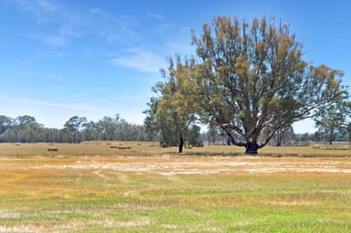 Property 325 The Rock Mangoplah Rd, The Rock NSW 2655 IMAGE 0