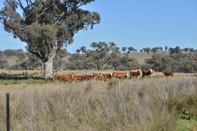 Property 1724 Leaders Road, BINNAWAY NSW 2395 IMAGE 0