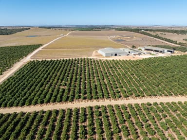 Property Arbusto and Boston Park avocado farms, Sappers Road, Gingin WA 6503 IMAGE 0