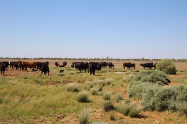 Property 4781 Camerons Corner Road, Tibooburra NSW 2880 IMAGE 0