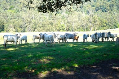 Property 537 Horseshoe Creek Rd, Kyogle NSW 2474 IMAGE 0