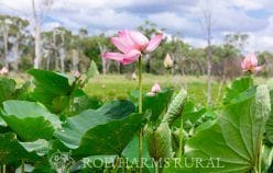 Property 206 Six Mile Road, Pink Lily QLD 4702 IMAGE 0