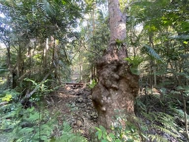 Property Lot 503 Cedarvale Road,, SANDY CREEK QLD 4515 IMAGE 0