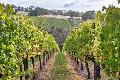Property 37 Shoreham Road, Red Hill VIC 3937 IMAGE 0