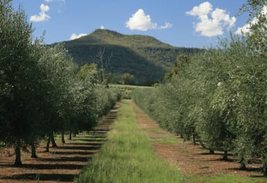 Property * Melilanda Olives, BERRIGAL NSW 2390 IMAGE 0