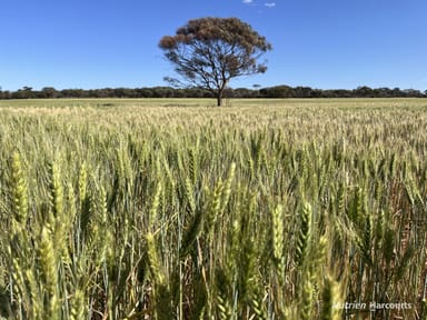 Property . Parker Range Road, MOORINE ROCK WA 6425 IMAGE 0