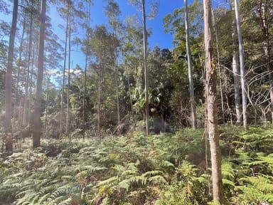 Property Lot 503 Cedarvale Road,, SANDY CREEK QLD 4515 IMAGE 0