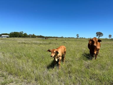 Property 5227 Carnarvon Highway, Roma QLD 4455 IMAGE 0