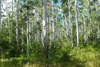 Property 146 Mills Road, Bean Creek NSW 2469 IMAGE 0