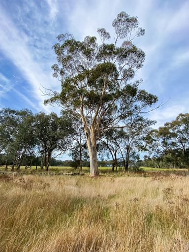 Property Lots 3 & 4 Mcleod Street, Gerogery NSW 2642 IMAGE 0