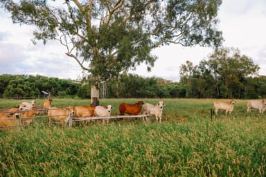 Property 124 Lee Farm Road, Bushley QLD 4702 IMAGE 0