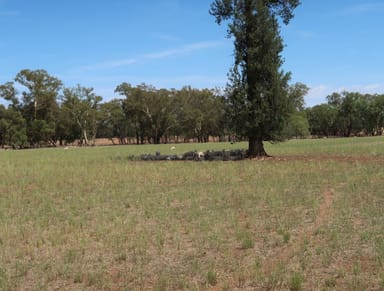 Property 20 Campbells Lane, Coolamon NSW 2701 IMAGE 0