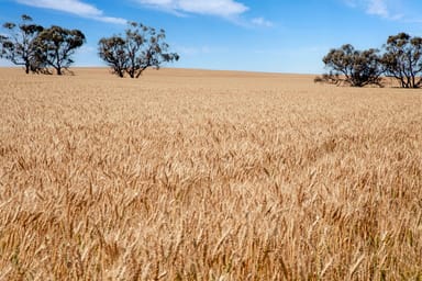 Property 'Barunga Wes' Tower View Road, Barunga Gap SA 5520 IMAGE 0