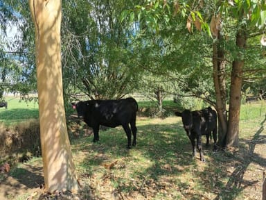Property 1914 Adelong Road, Tumblong NSW 2729 IMAGE 0