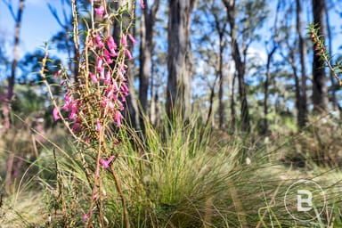 Property 37, Cowans Drive, Dales Creek VIC 3341 IMAGE 0