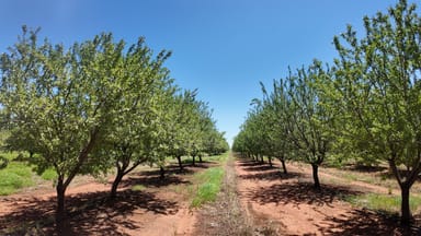 Property Farm 1628 Blackgate Road, Myall Park NSW 2681 IMAGE 0