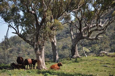 Property Rouchel Gap Rd Rouchel Gap Rd, Mccullys Gap NSW 2333 IMAGE 0