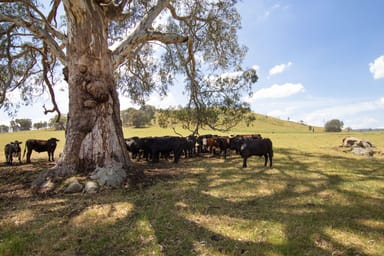 Property 2900 Samaria Road, Samaria VIC 3673 IMAGE 0