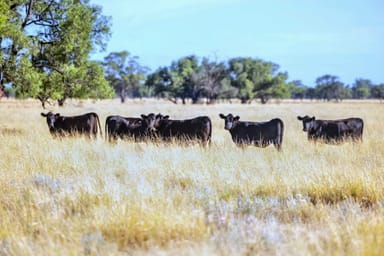 Property "Warrabah" 796 Warrabah Road, Coonamble NSW 2829 IMAGE 0