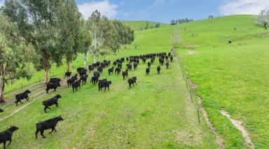 Property 242 Back Nacki Creek Road, Sharps Creek NSW 2729 IMAGE 0