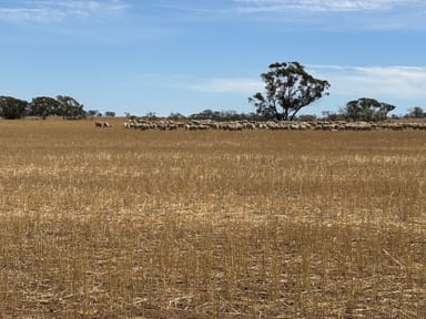 Property Smith's Block, Kellerberrin WA 6410 IMAGE 0