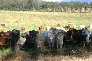 Property 1691 Koumala Bolingbroke Road, KOUMALA QLD 4738 IMAGE 0