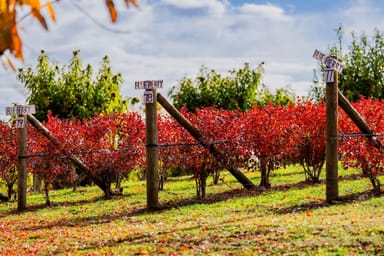 Property 227 Mount Stanley Road, Stanley VIC 3747 IMAGE 0