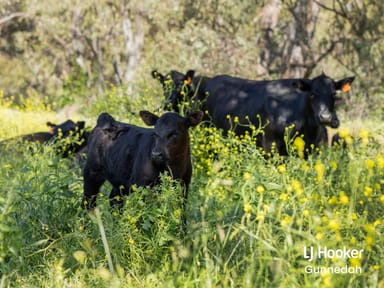 Property 198 Kelvin Road, GUNNEDAH NSW 2380 IMAGE 0