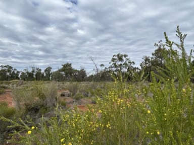 Property Lot 5 Pine Ridge Road, Condamine Farms QLD 4357 IMAGE 0