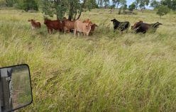 Property 124 Lee Farm Road, Bushley Qld 4702 IMAGE 0