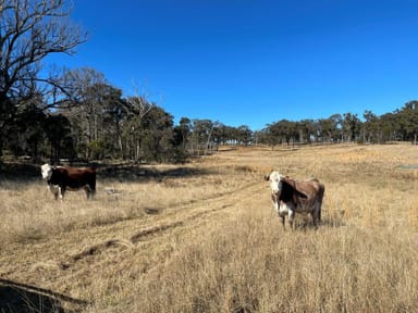 Property 261 Hardy Road, Eukey QLD 4380 IMAGE 0