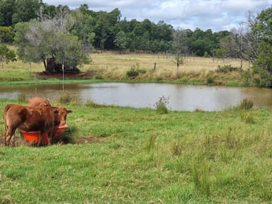 Property 725 Mount Mceuen Road, Wondai QLD 4606 IMAGE 0