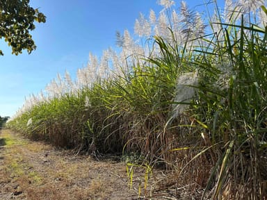 Property Lot 1 Davidson Road & Henry Road, Euramo QLD 4854 IMAGE 0