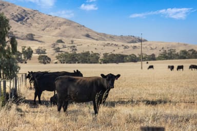 Property Razorback & Kercolo Mount Bryan East Road, Mount Bryan East SA 5419 IMAGE 0