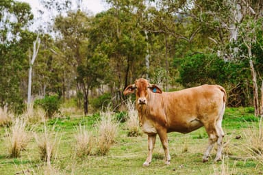 Property 1250 Mount Hector Road, BOYNE VALLEY QLD 4680 IMAGE 0