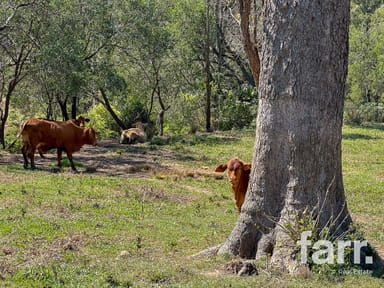 Property 388 Swan Gully Road, BROMELTON QLD 4285 IMAGE 0