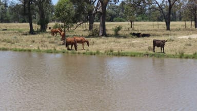 Property Mooroobie Lane, Goondiwindi QLD 4390 IMAGE 0