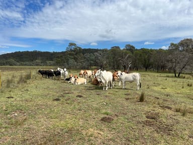 Property Winsom Downs, 1651 Shannon Vale Road, SHANNON VALE NSW 2370 IMAGE 0